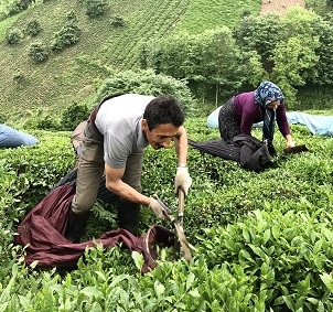 برگ های چای